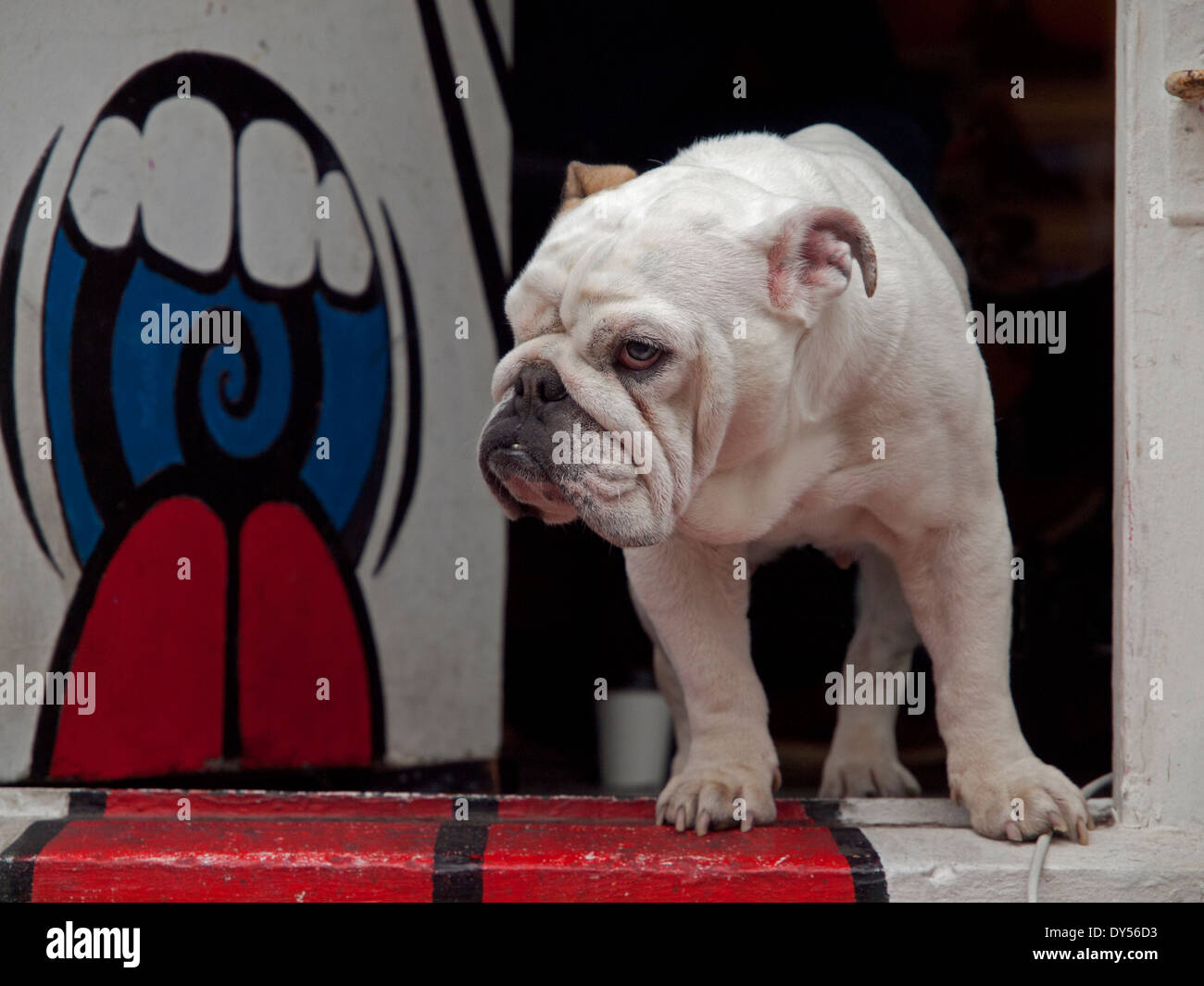 A white British Bulldog guards a shop in Brighton Stock Photo