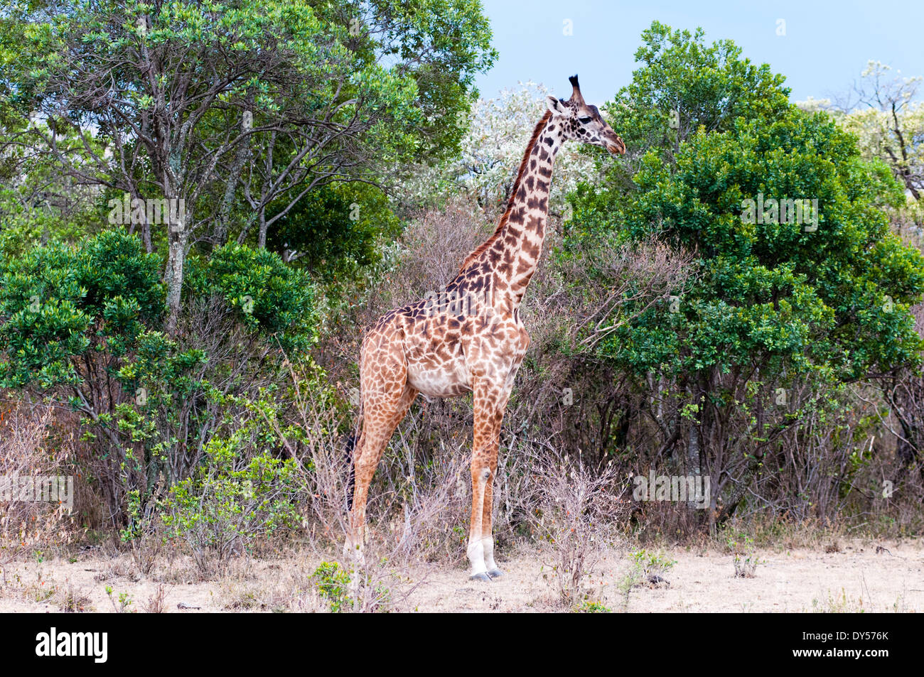 Giraffe (Giraffa camelopardalis), Masai Mara National Reserve, Kenya, East Africa, Africa Stock Photo