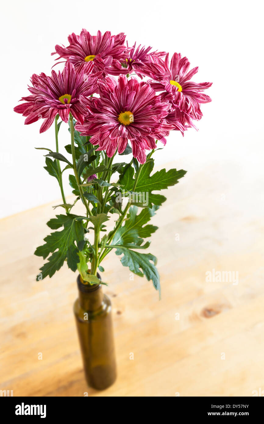 Chrysanthemums hires stock photography and images Alamy