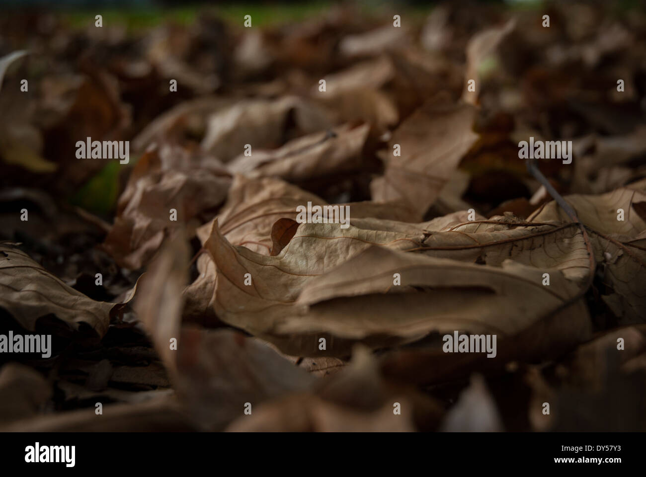 Tree leaves on ground hi-res stock photography and images - Alamy