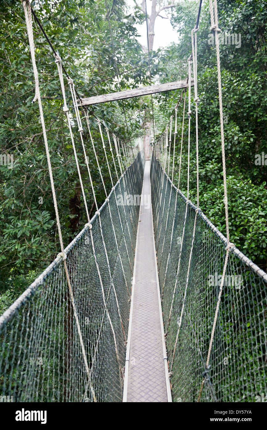 Canopy walkway. Taman Negara National Park. Malaysia Stock Photo - Alamy