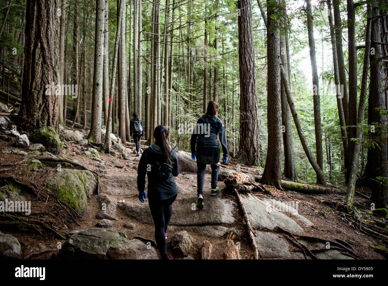 Three young female hikers in forest, Squamish, British Columbia, Canada Stock Photo