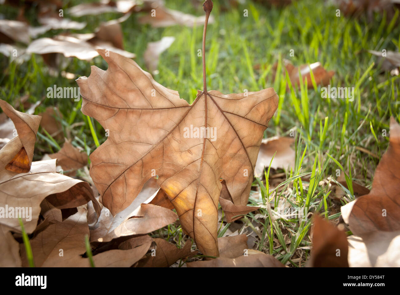 Tree leaves on ground hi-res stock photography and images - Alamy