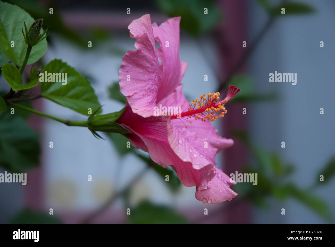 Pink Hibiscus Flower Stock Photo