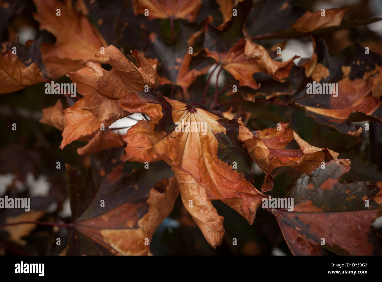 Maple tree maple tree branch hi-res stock photography and images - Alamy