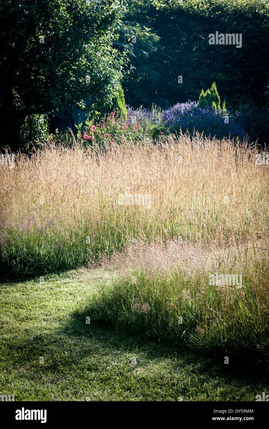 Early morning sun shines through a wild flower meadow on small lawn in an English garden Stock Photo