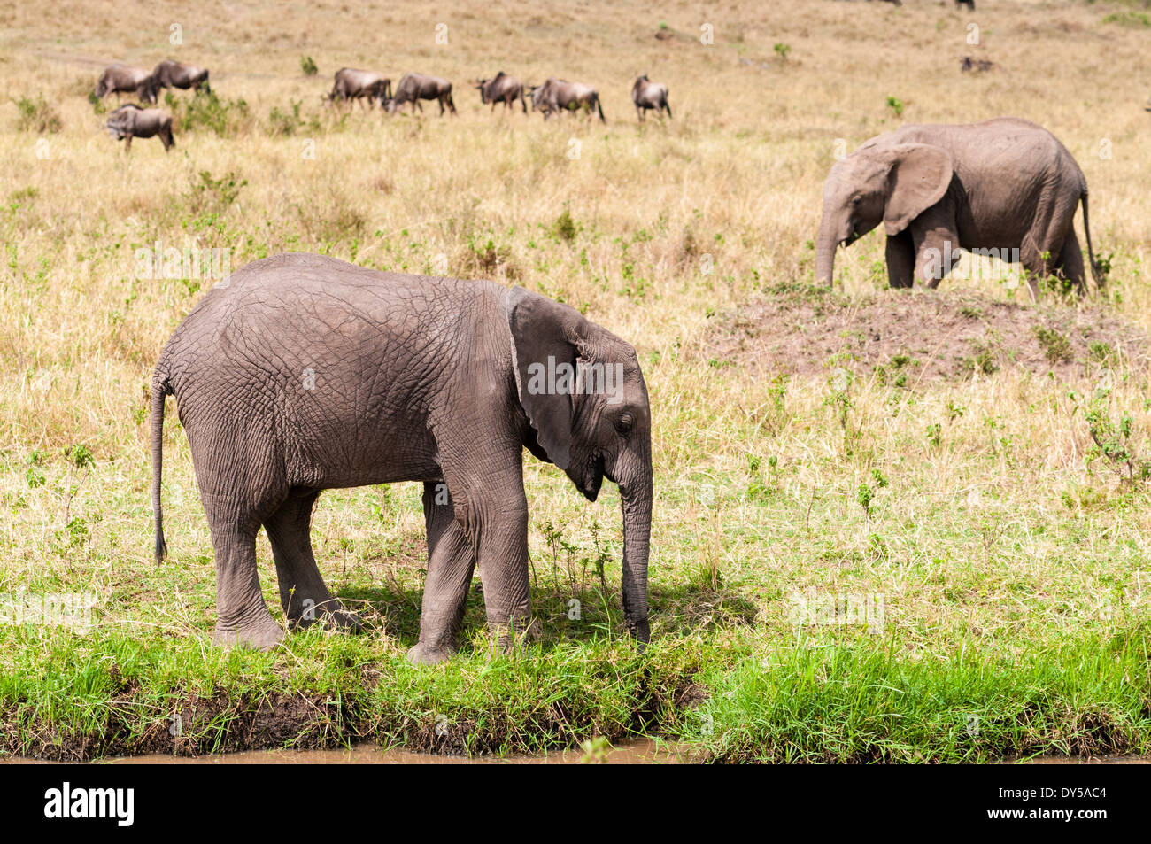 African elephant (Loxodonta africana) , Masai Mara National Reserve, Kenya, East Africa, Africa Stock Photo