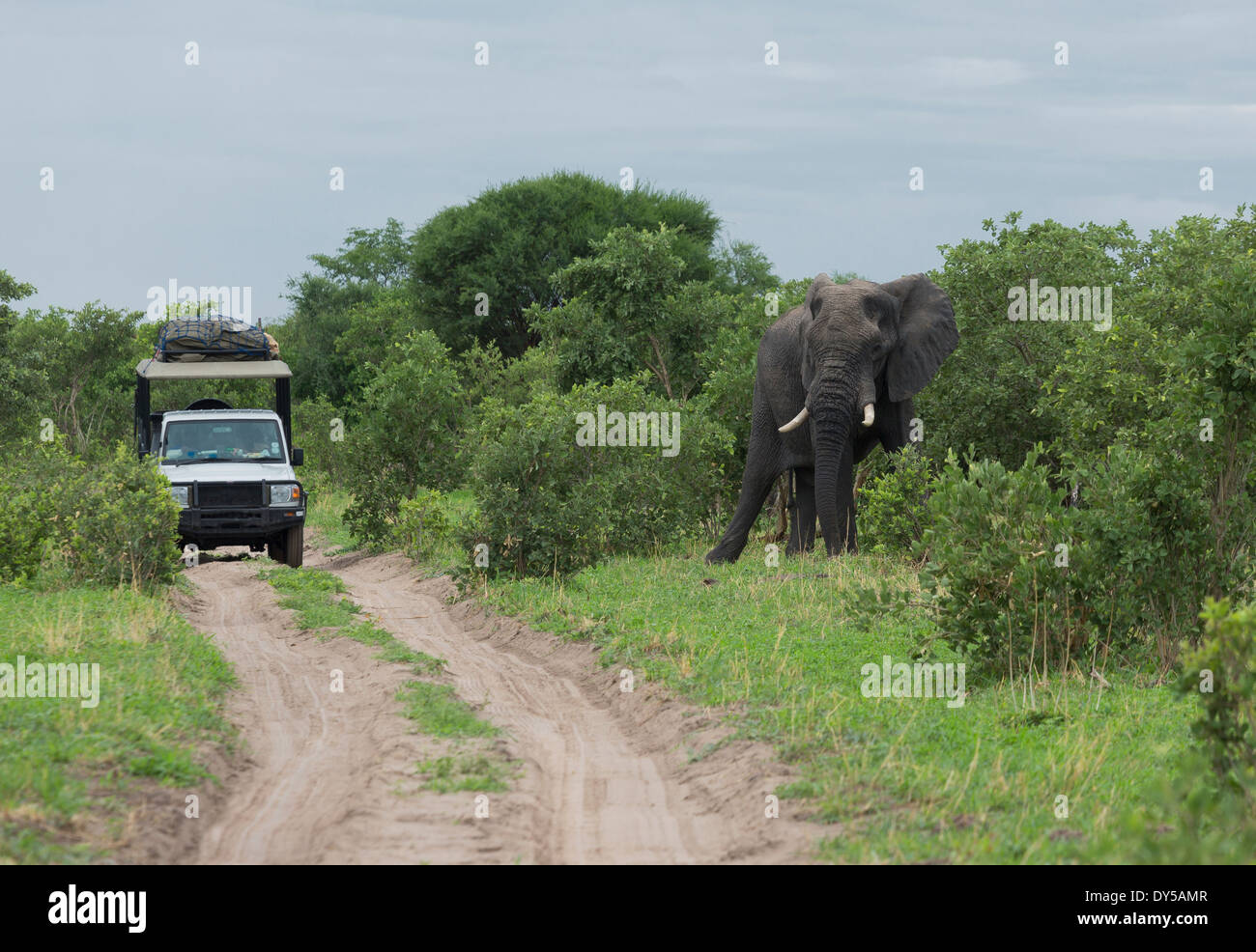 African elephant (Loxodonta africana) near safari jeep Stock Photo