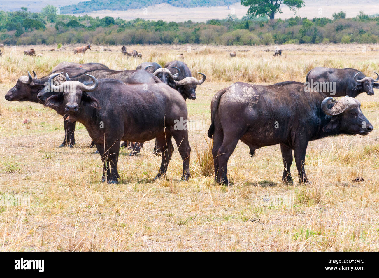 African buffalo (Syncerus caffer), Masai Mara National Reserve, Kenya, East Africa, Africa Stock Photo