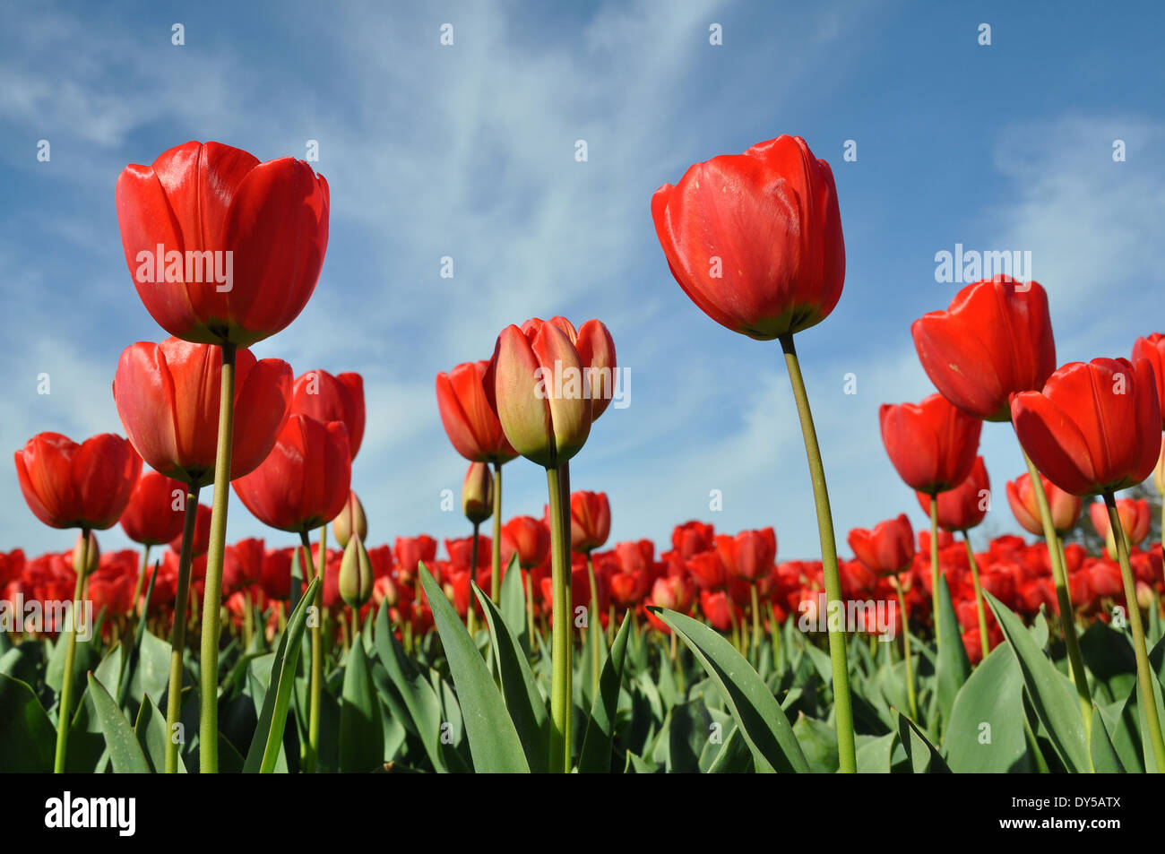 Detail of a field with red tulips, Holland, Netherlands Stock Photo