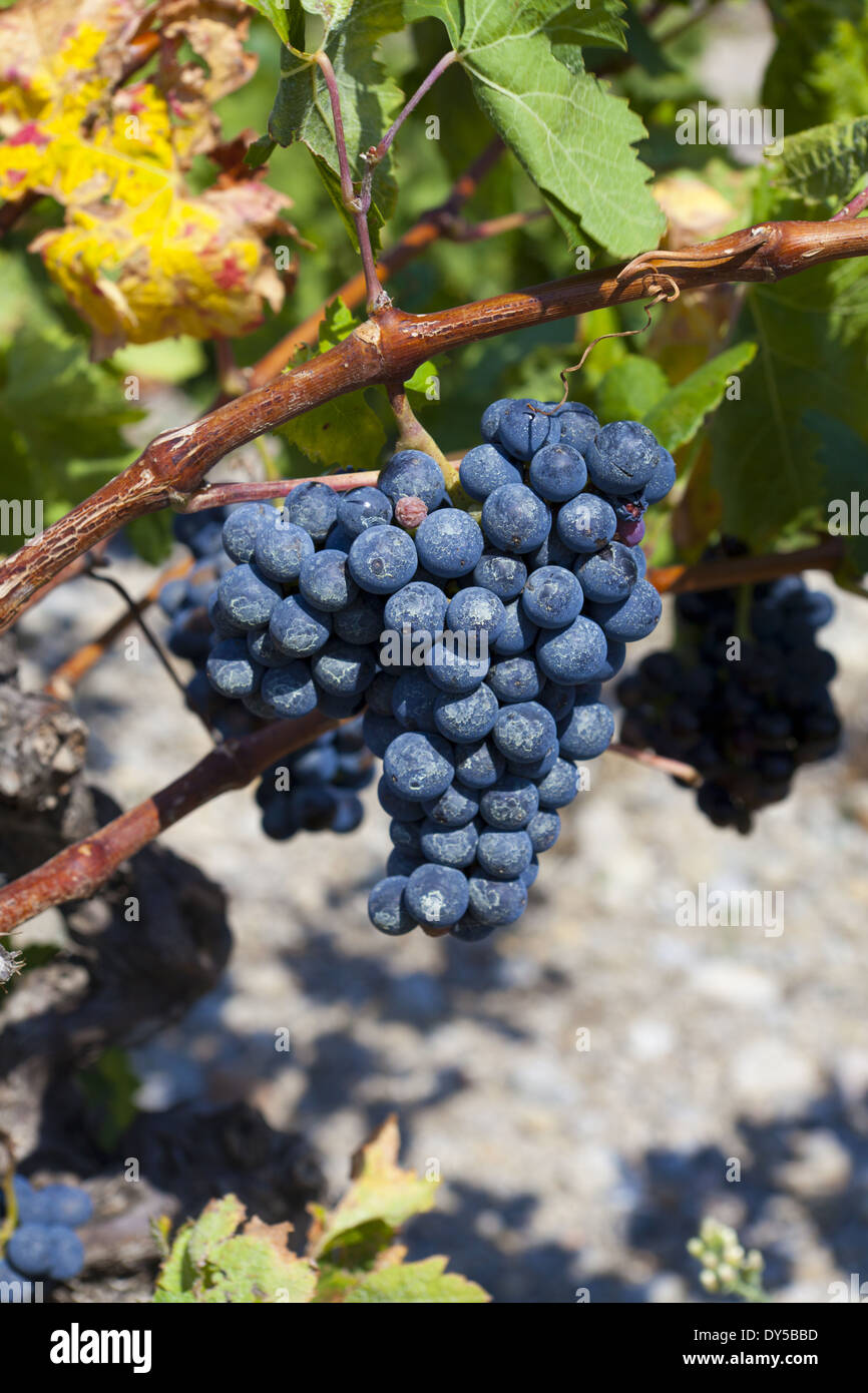 Ripe blue grapes before Vintage in the south of France in the Region LanguedocRoussillon Stock