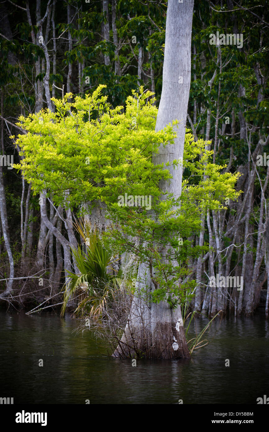 New Growth emerging from a Cypress Trunk along the Suwanee River in Central Florida Stock Photo