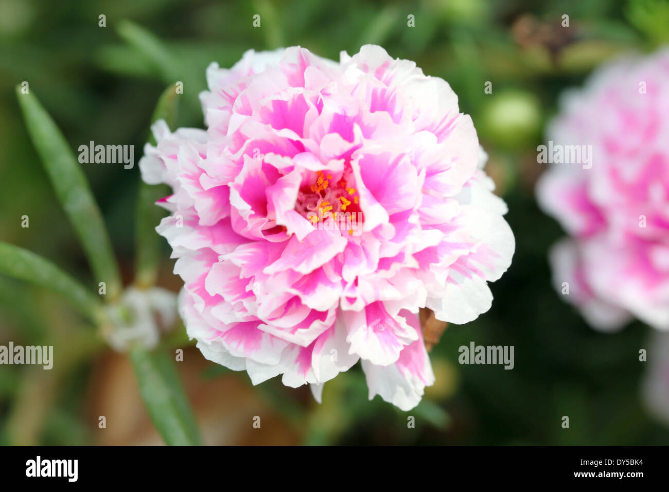 Pink Common Purslane flower in the garden. Stock Photo