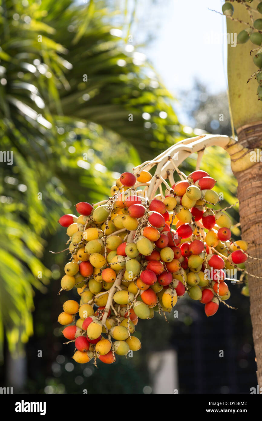 Palm Tree Fruit, St. Petersburg, Florida, USA Stock Photo Alamy