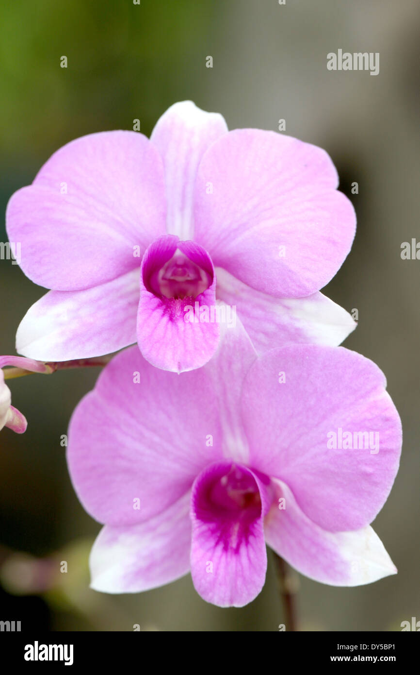Macro orchids hi-res stock photography and images - Alamy