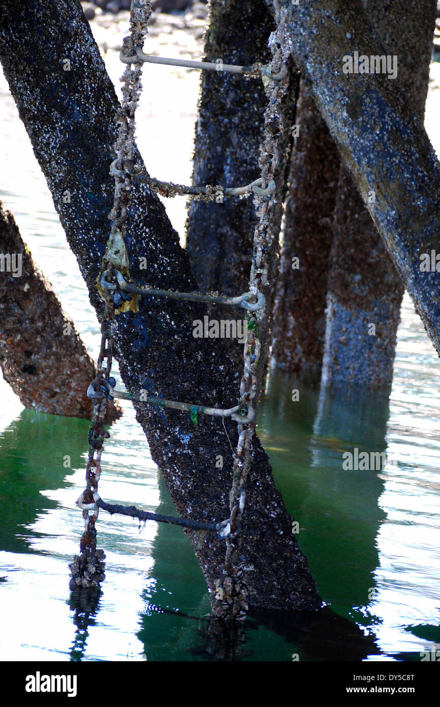 Barnacle crusted ladder underneath dock at Fanny Bay, Vancouver Island, British Columbia Stock Photo