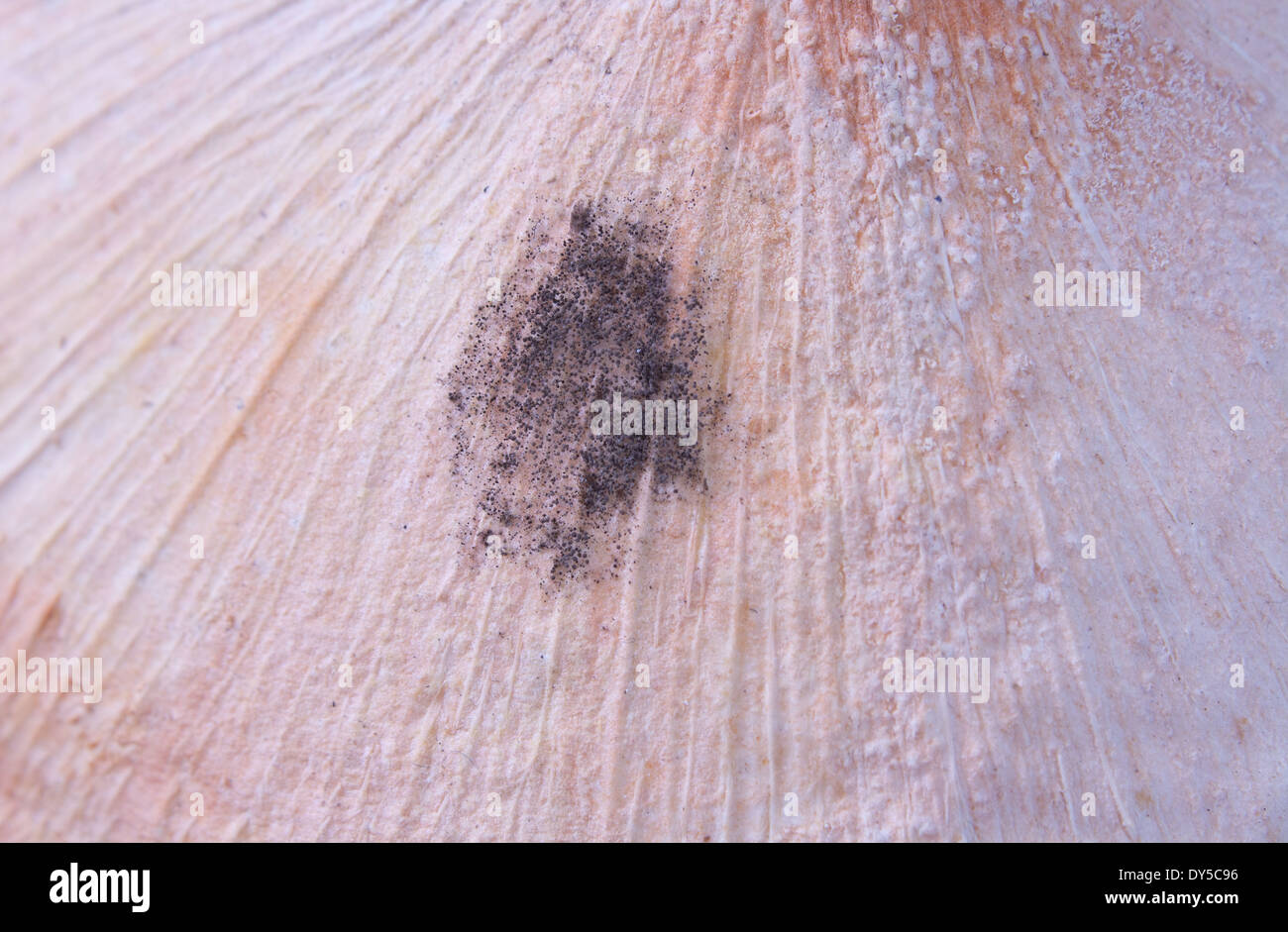 Mold On Food White And Black Mold Stock Photo 68346242 Alamy