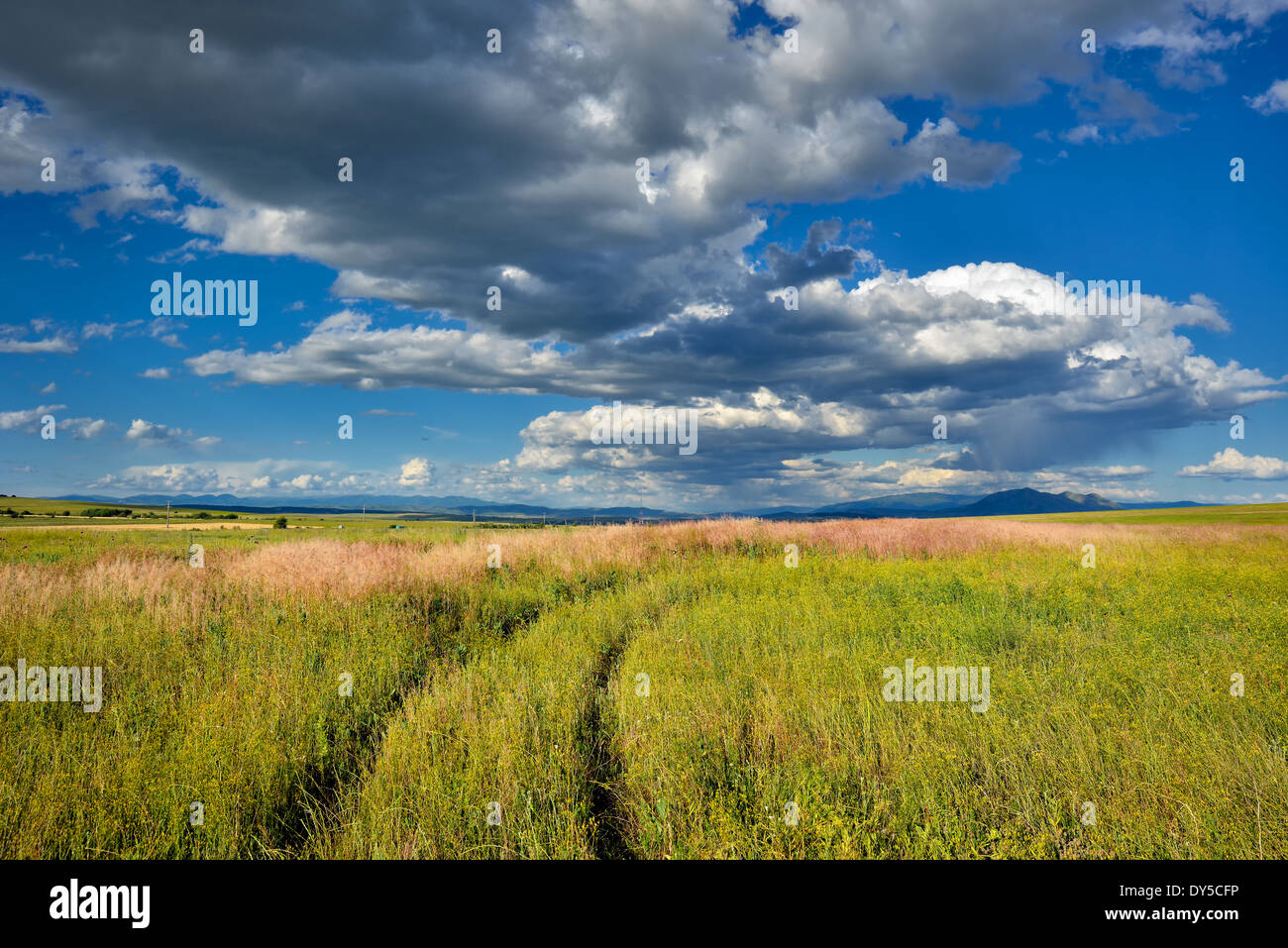 Wheat field from Macedonia in summer with clouds Stock Photo