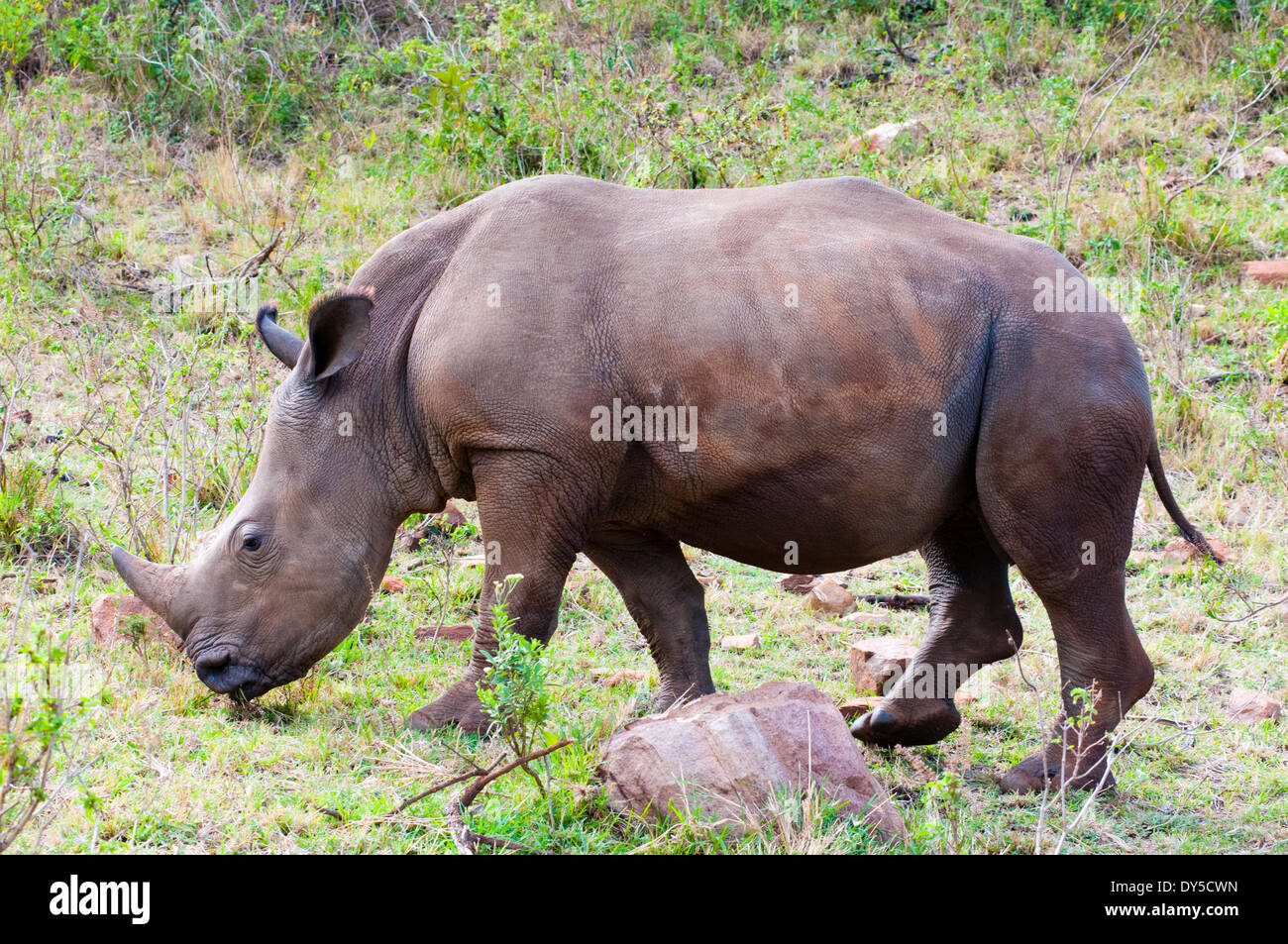 White rhinoceros (rhino), Ceratotherium simum, Masai Mara National Reserve, Kenya, East Africa, Africa Stock Photo