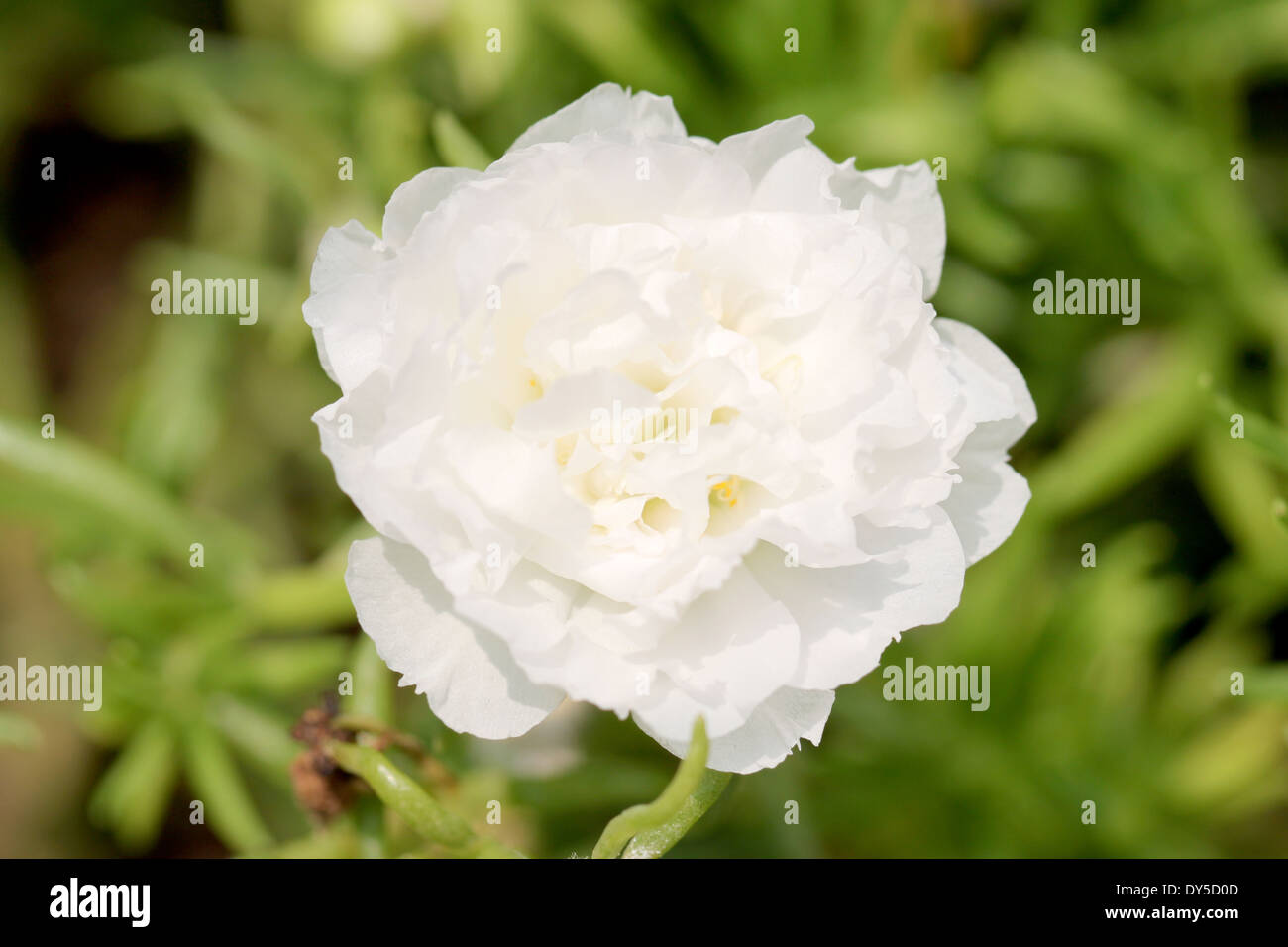 White Common Purslane flower in the garden. Stock Photo