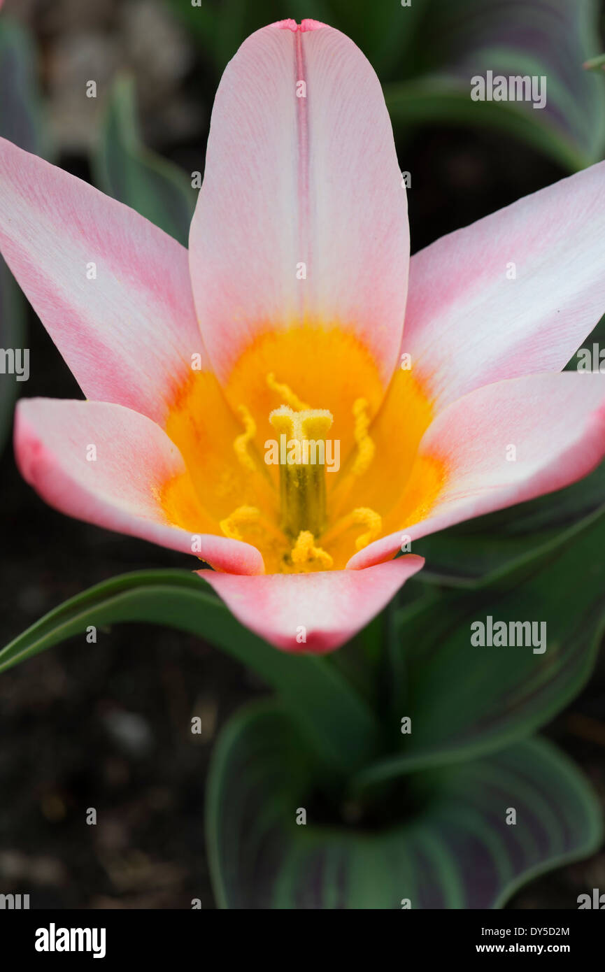 Tulipa. Tulip 'Hearts Delight' flower Stock Photo