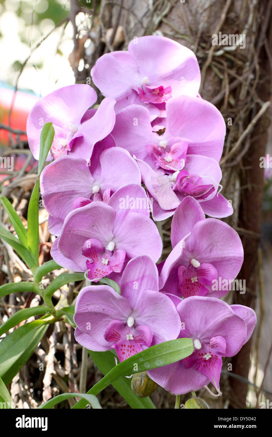 Purple orchids on trees in the garden. Stock Photo