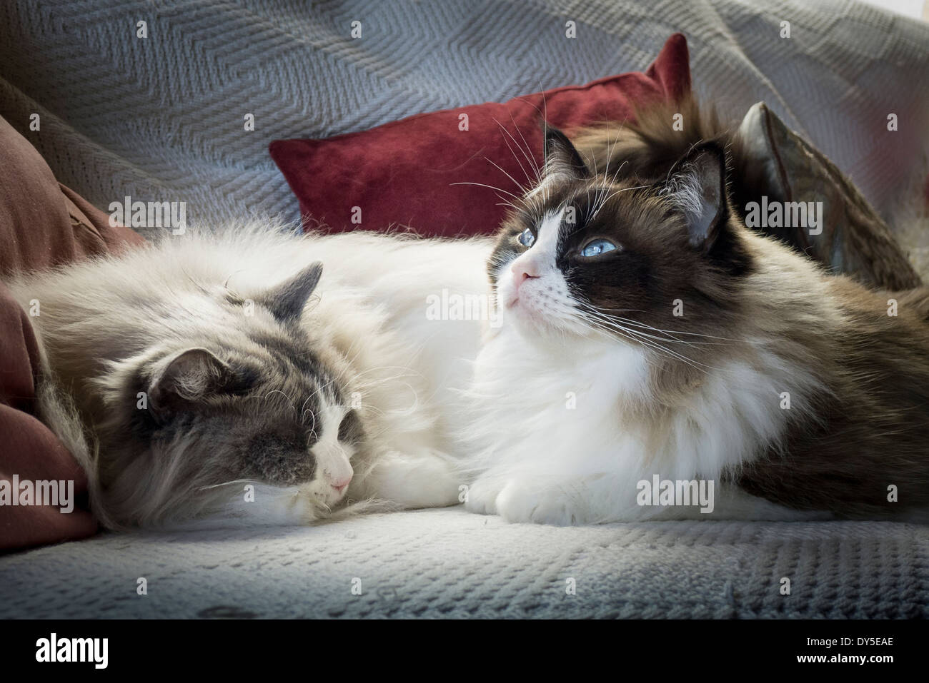 Two Ragdoll cats sharing a settee while living together indoors Stock
