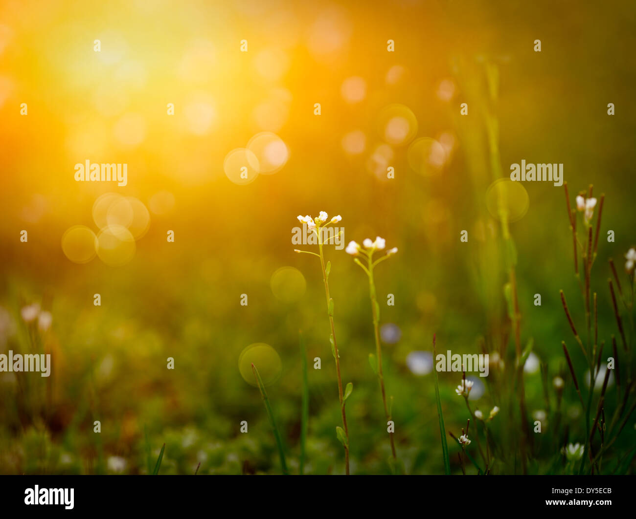 Design background. Spring or summer nature background Stock Photo - Alamy