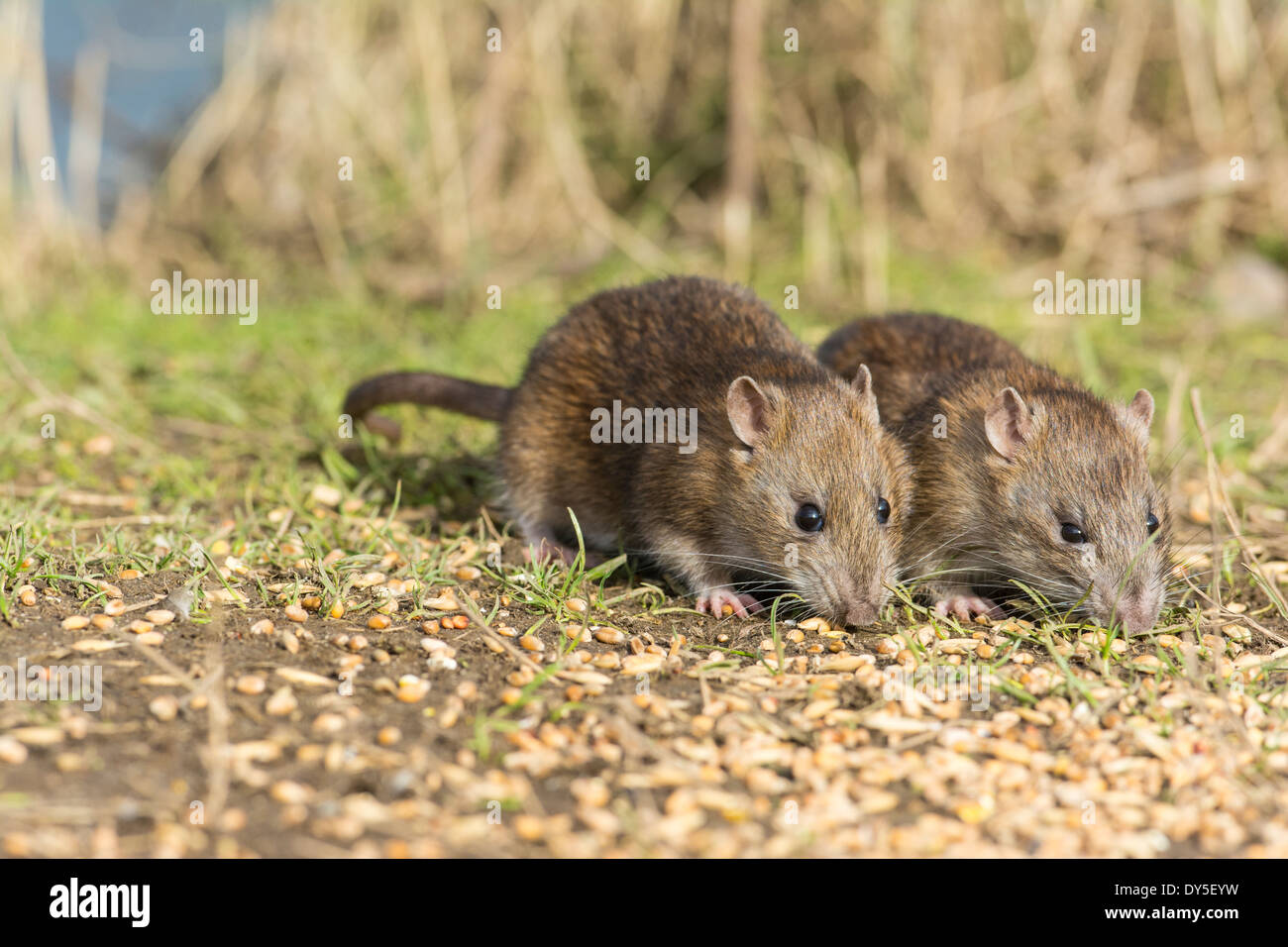 Young Brown Rats, Rattus norvegicus, feeding on split grain. Stock Photo