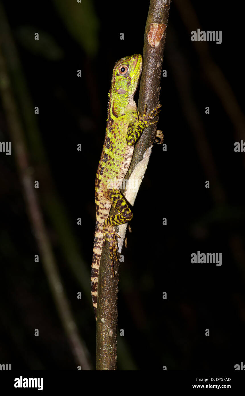 A young Amazon Forest Dragon (Enyalioides laticeps) resting on a thin branch at night in the