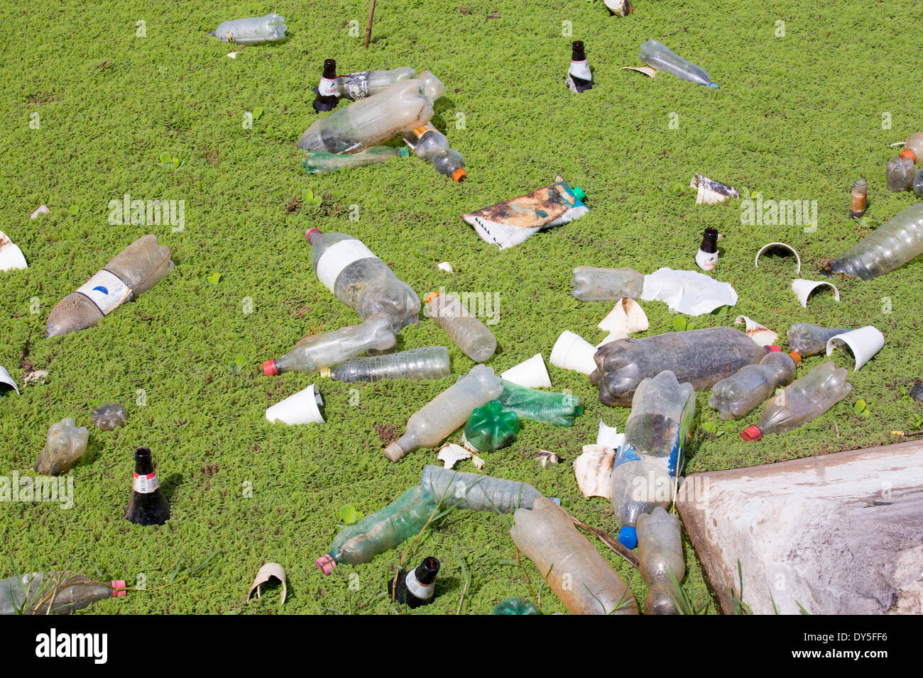 Plastic rubbish thrown into the water in the Costanera Sur nature reserve on the banks of the River Plate, Buenos Aires, Stock Photo