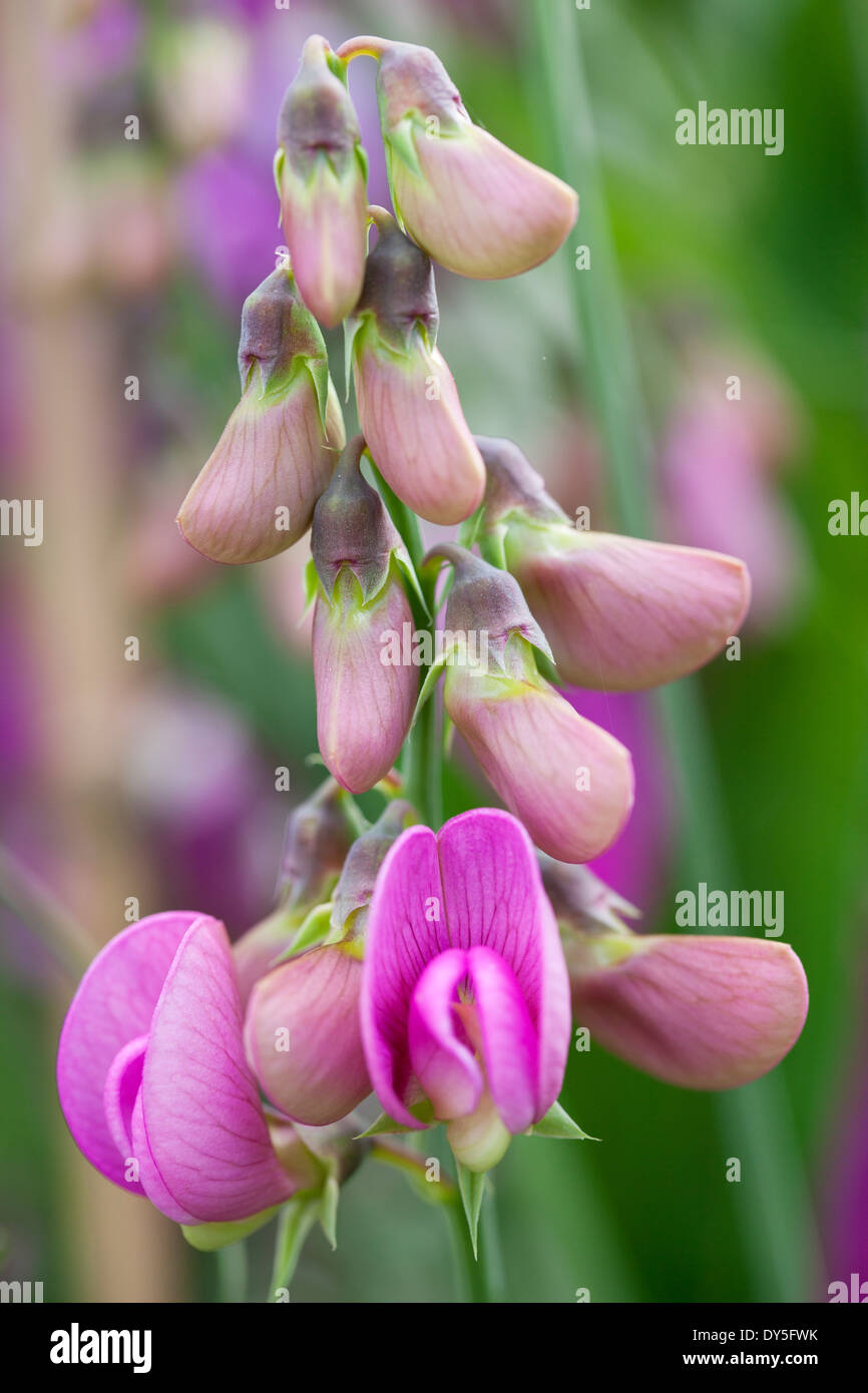 Close up of Lathyrus latifolius, Perennial Sweet Pea, Perennial Peavine or Everlasting Pea. Pink flowers and buds. Stock Photo
