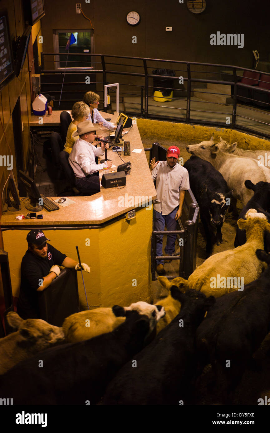 Livestock auction usa hires stock photography and images Alamy