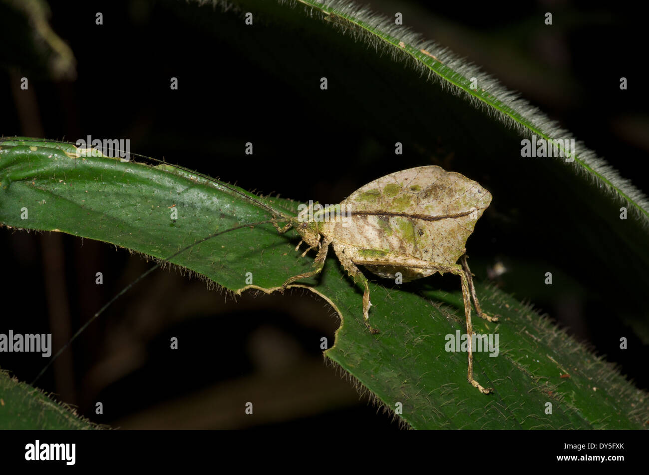 A nocturnal katydid camouflaged as a dead leaf in the Amazon rainforest in Loreto, Peru. Stock Photo