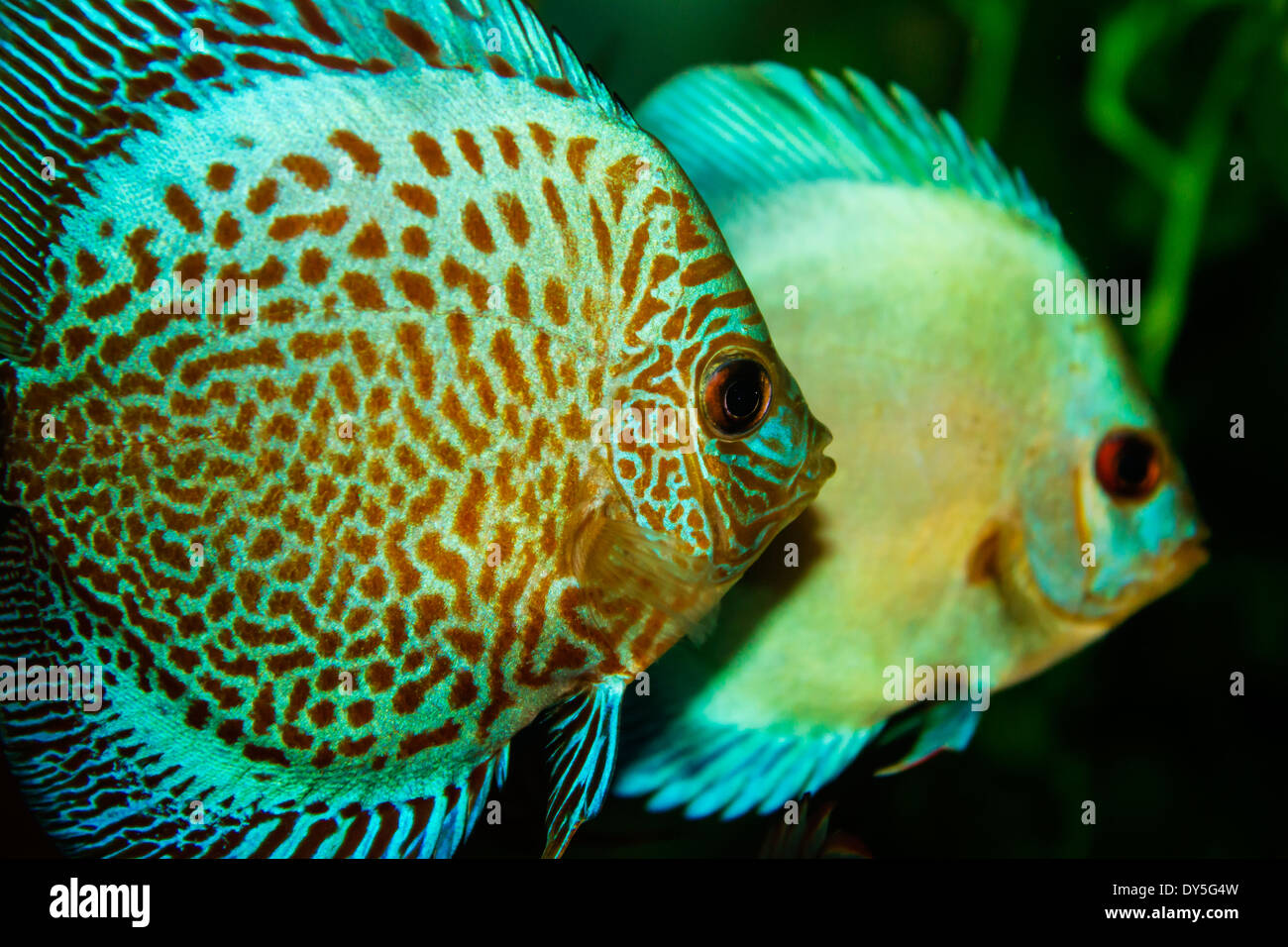Aquarium with Discus Stock Photo