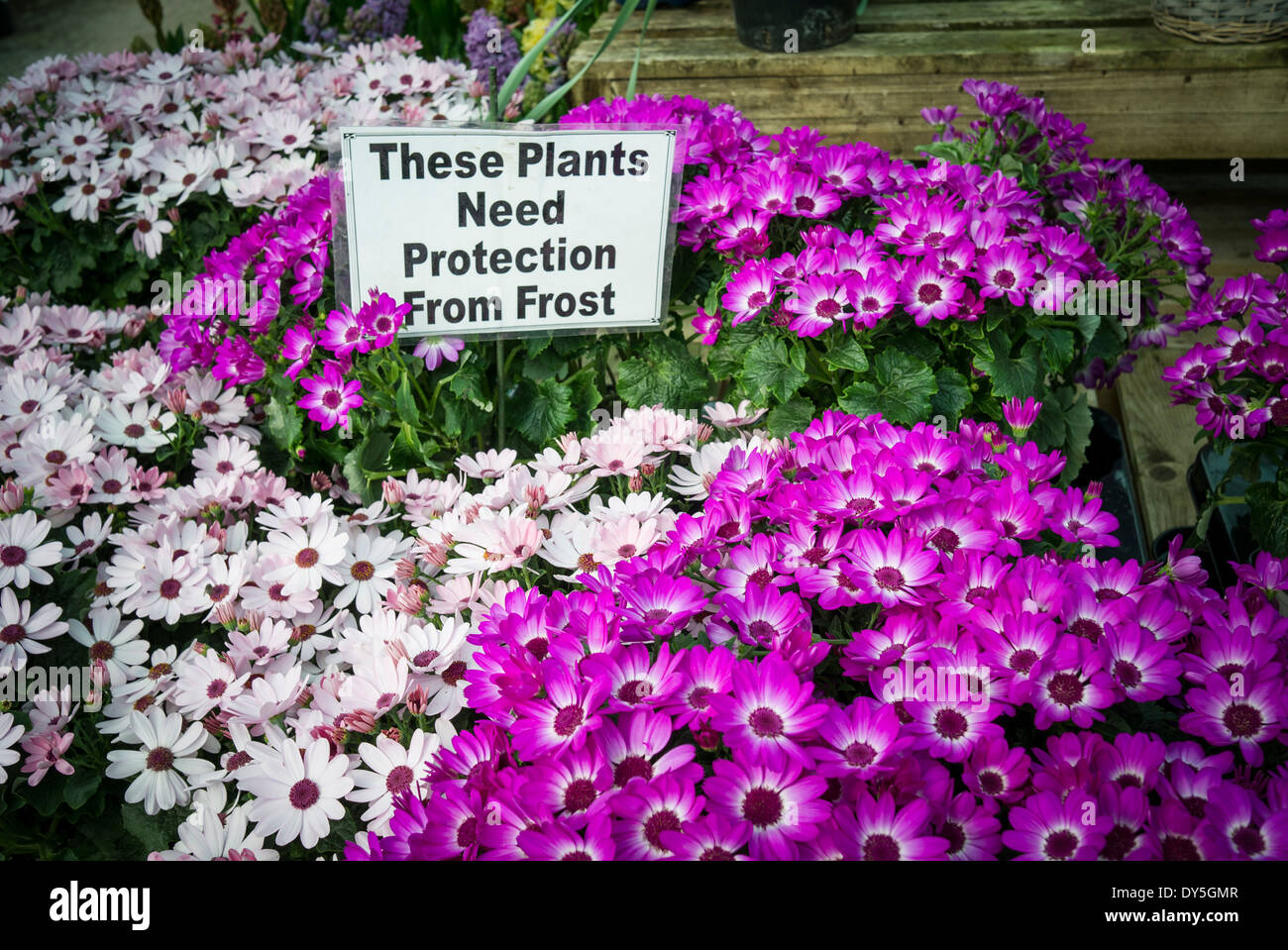 Cineraria plants with frost warning in English garden centre in April Stock Photo