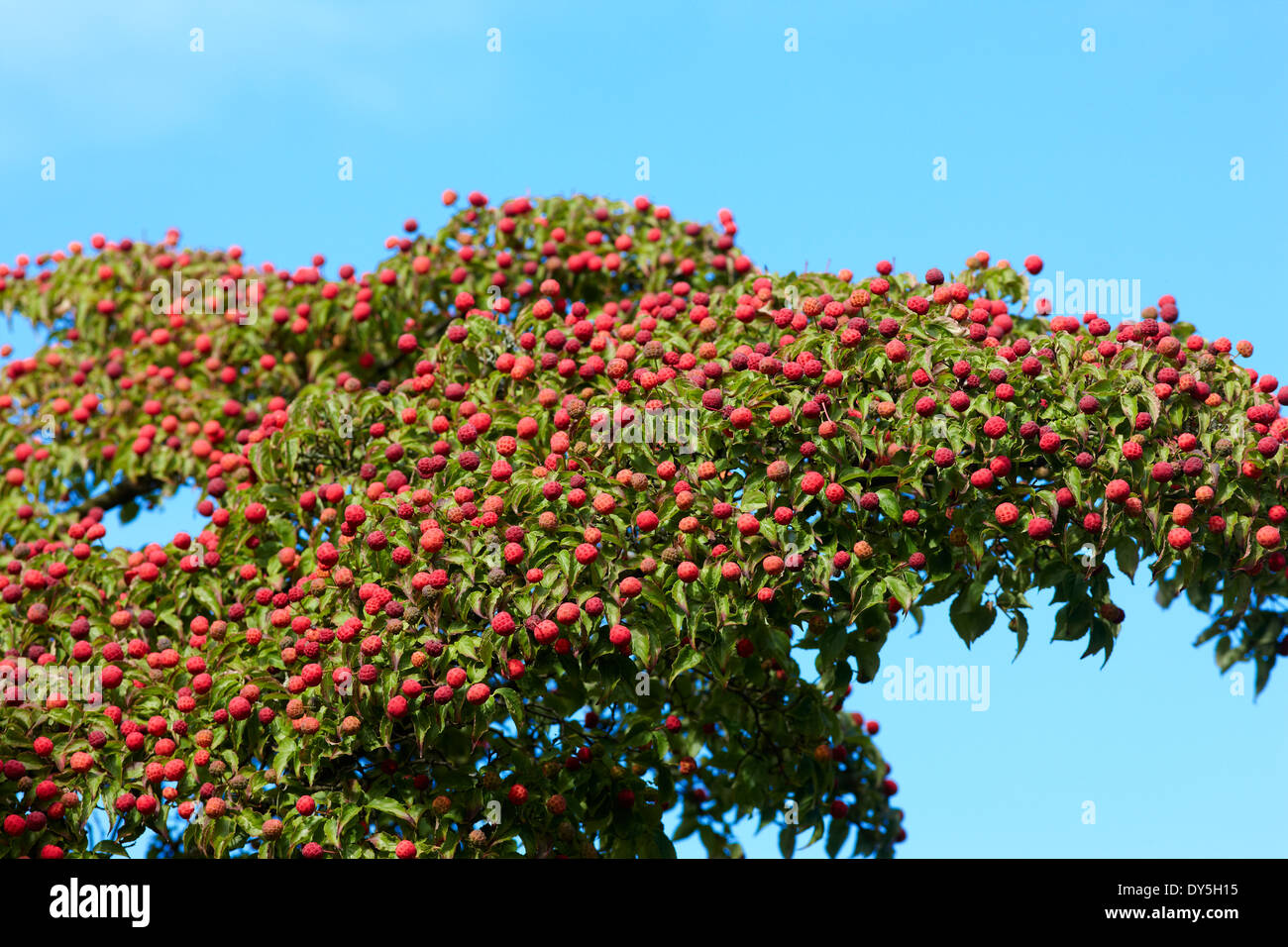 Cornus kousa - fruits in September Stock Photo