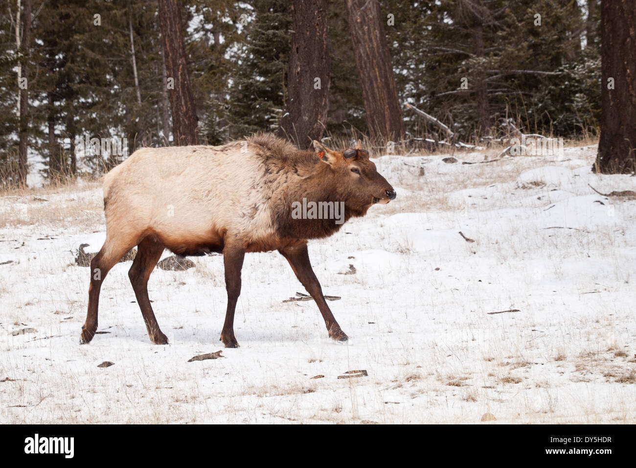 A male bull Elk (Cervus canadensis) in the late winter, without its