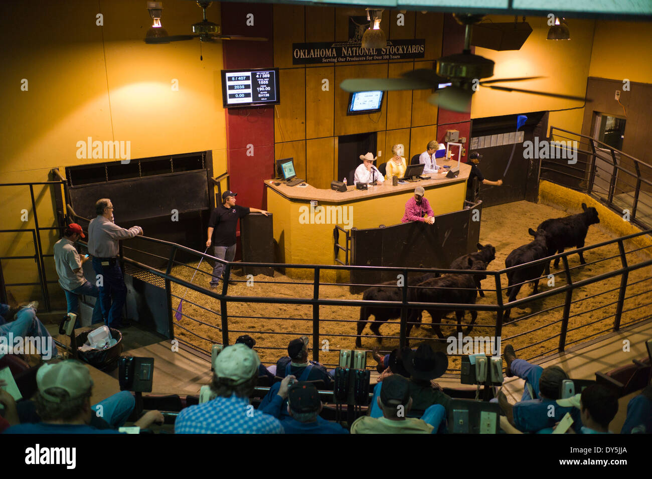 Livestock auction usa hires stock photography and images Alamy