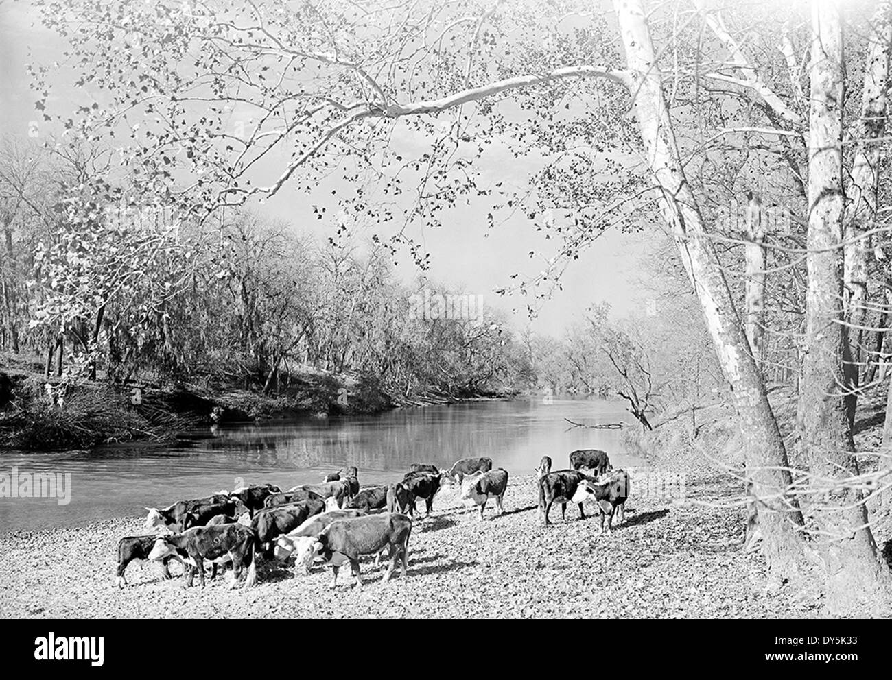 [Herd of Cattle by Creek, Abercrombie Ranch, James Smither Ambercrombie