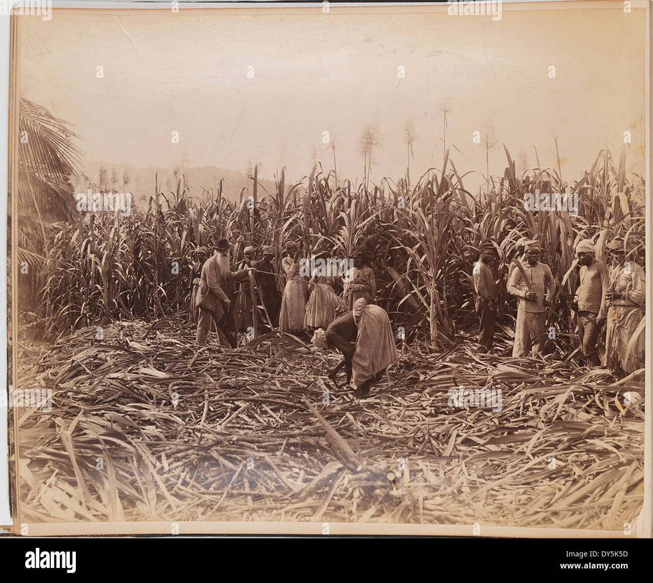 Cane Cutters, Jamaica Stock Photo Alamy