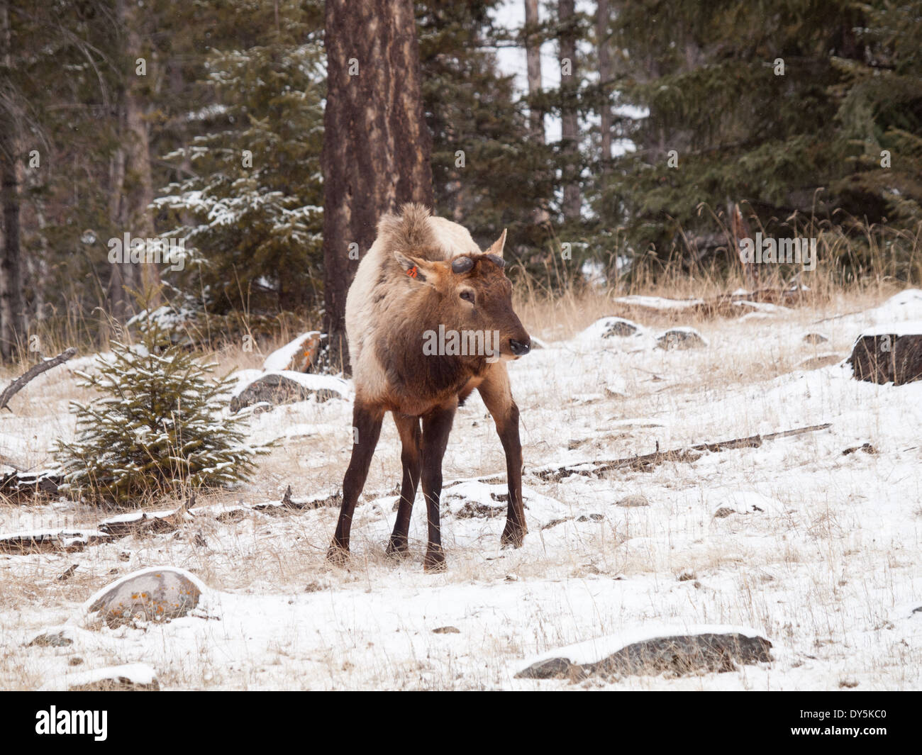 A male bull Elk (Cervus canadensis) in the late winter, without its