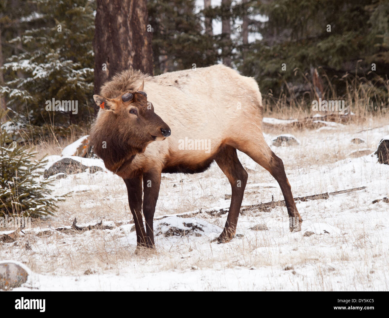 A male bull Elk (Cervus canadensis) in the late winter, without its