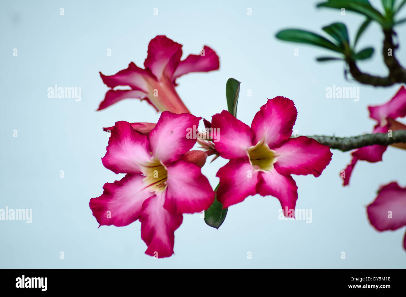 Beautiful Adenium Flowers High Resolution Stock Photography and Images ...