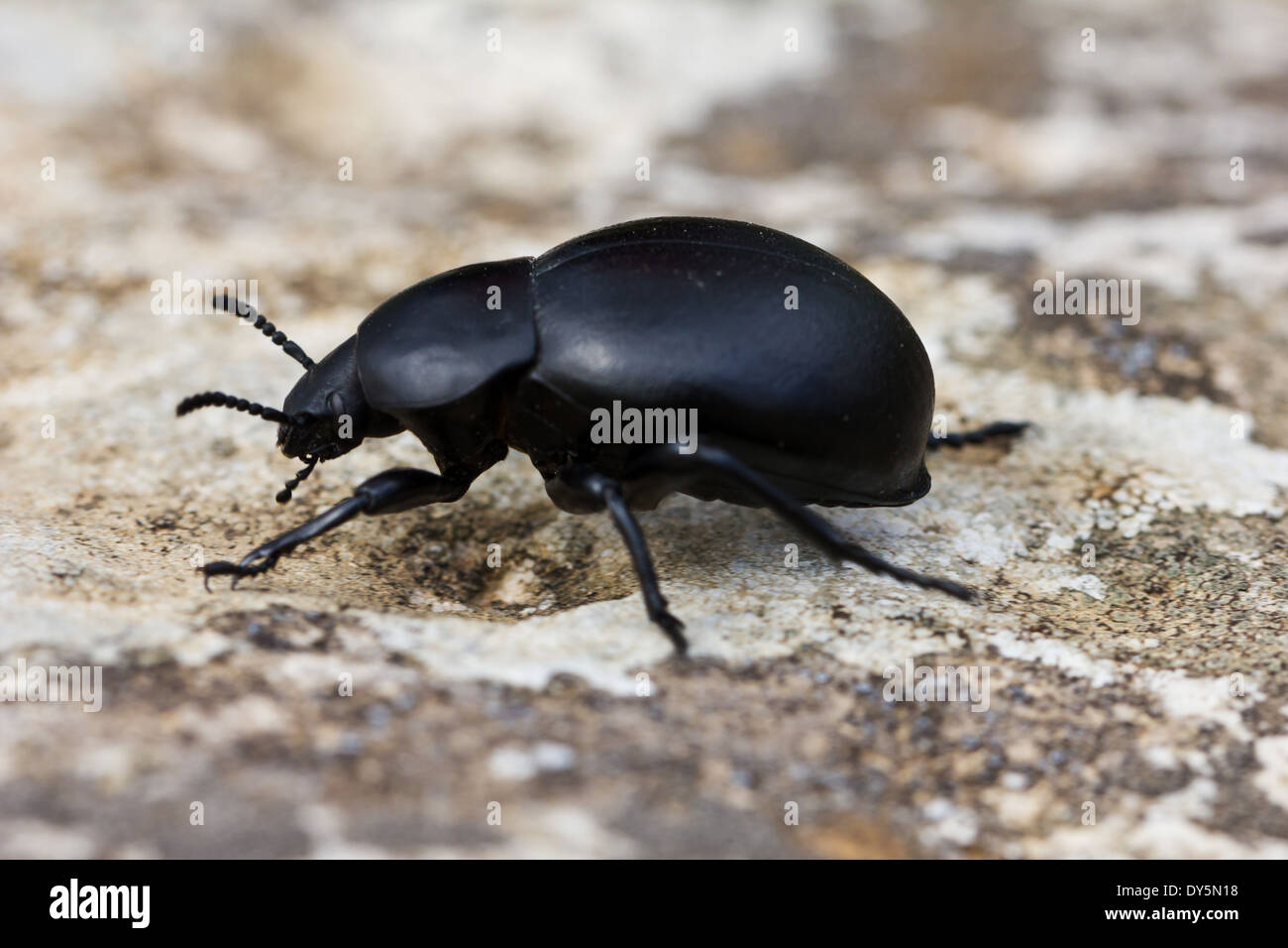 Scarabaeidae. Dung beetle in the early morning sun Stock Photo