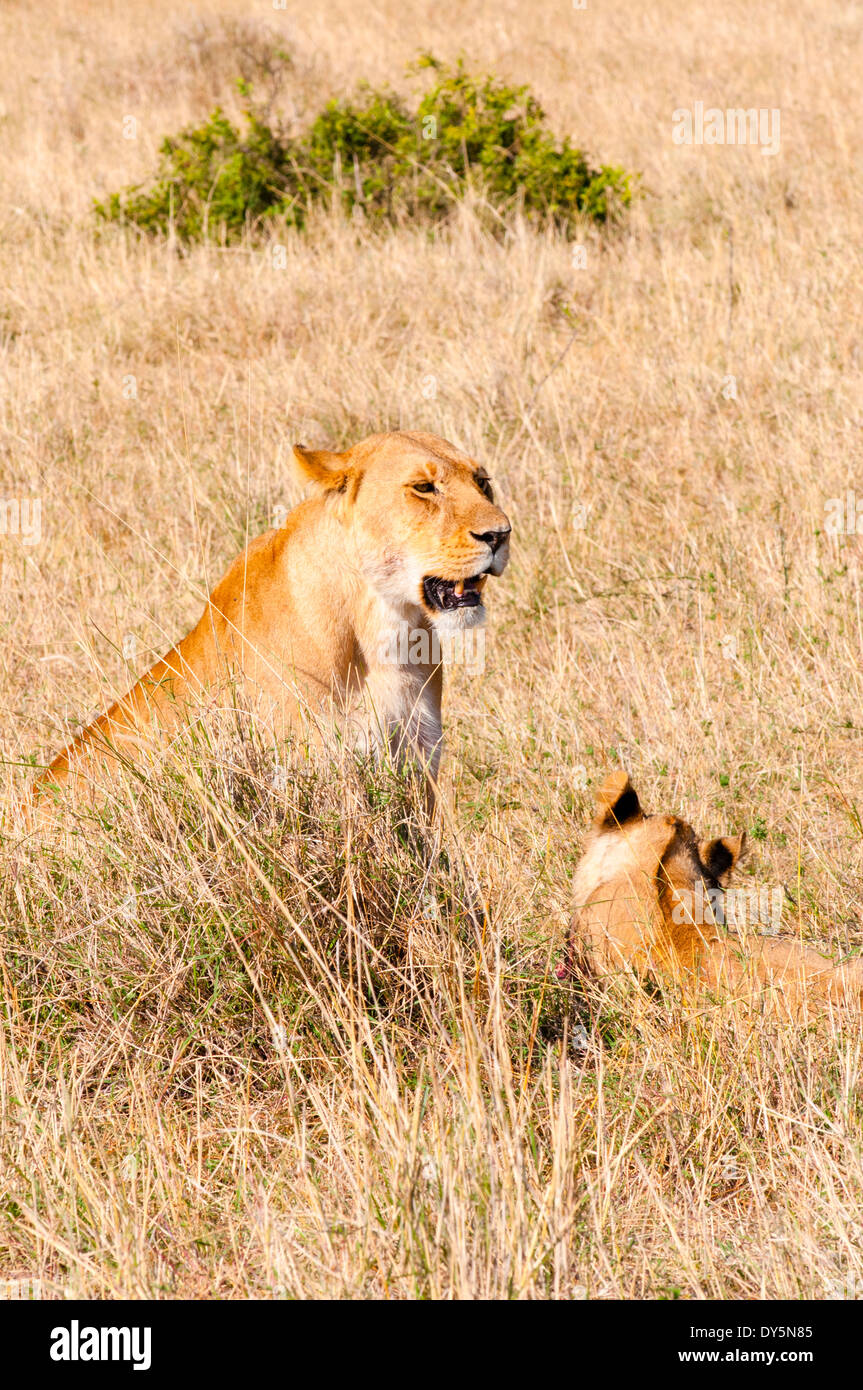 Lion cub with lioness (Panthera leo), Masai Mara National Reserve, Kenya, East Africa, Africa Stock Photo