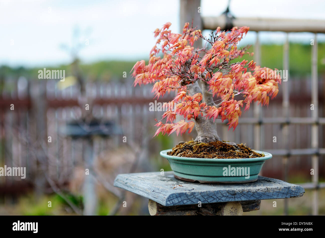 Red bonsai tree at a japanese garden Stock Photo Alamy