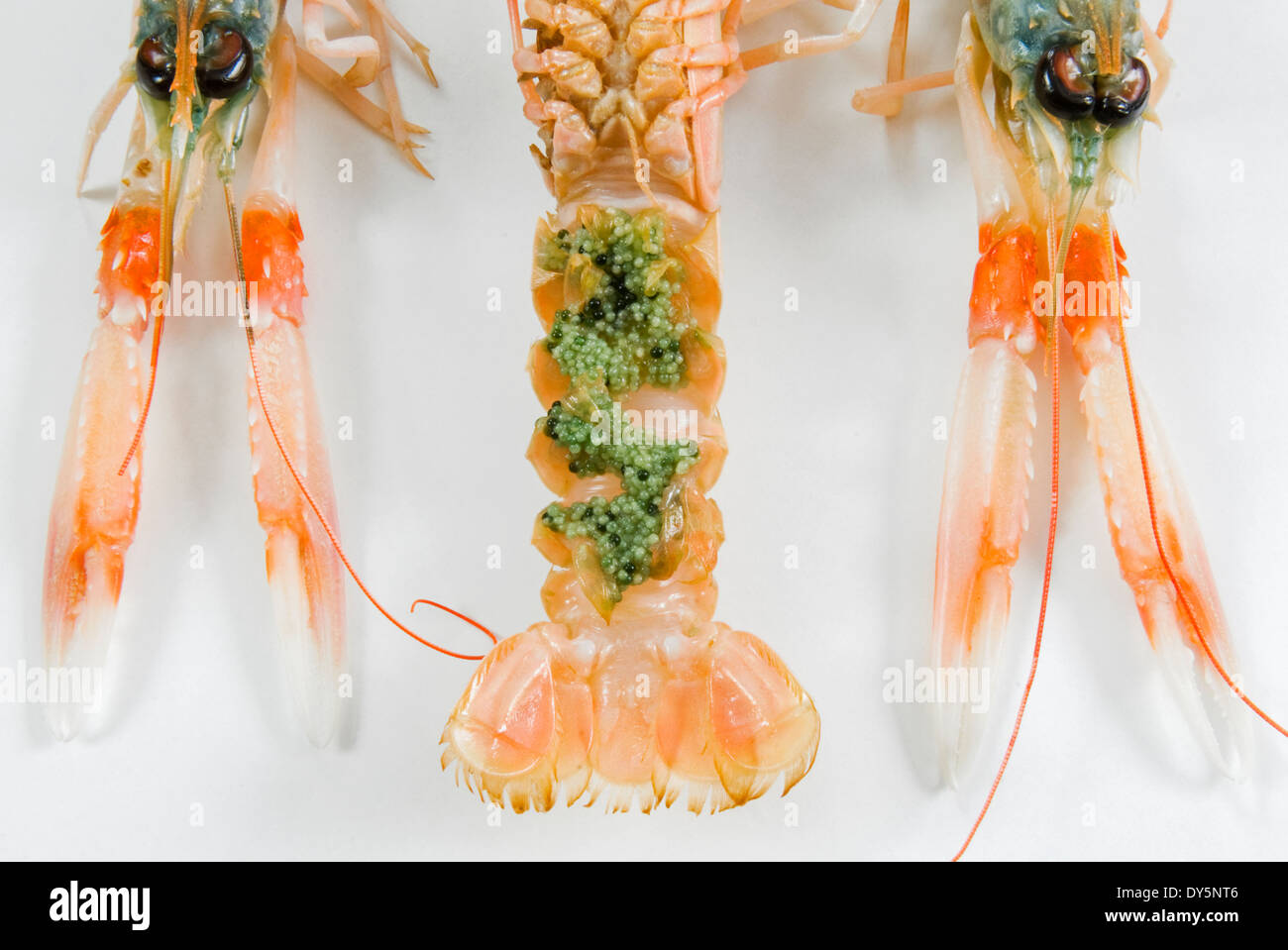Norway lobster or Dublin Bay prawn,or langoustine or scampi, (Nephrops norvegicus) with eggs attached to the abdomen Stock Photo