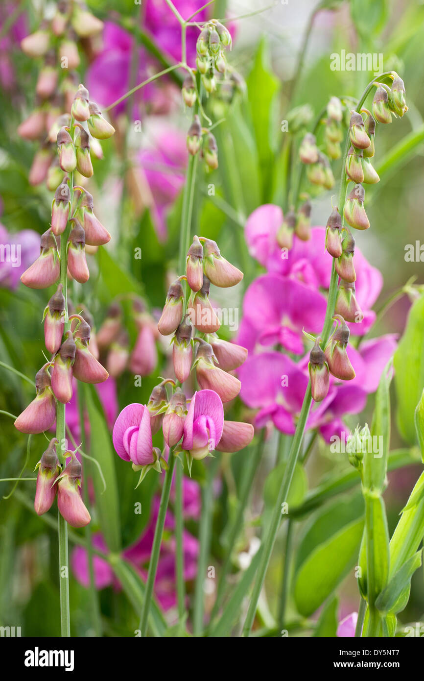 Close up of Lathyrus latifolius, Perennial Sweet Pea, Perennial Peavine or Everlasting Pea. Pink flowers and buds. Stock Photo