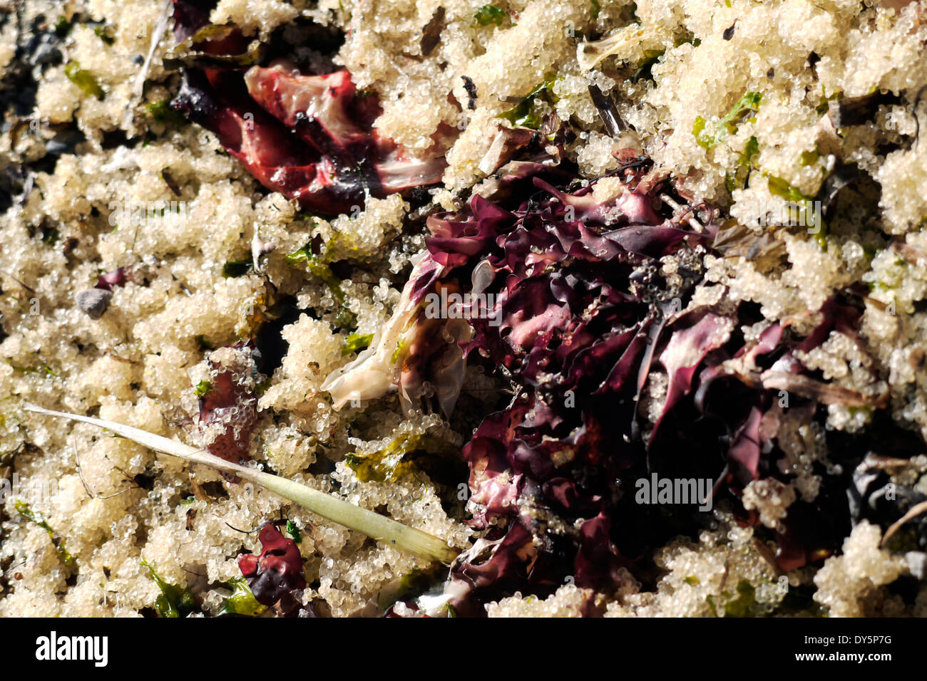 Purple seaweed on a bed of herring eggs at the beach in Qualicum Beach, British Columbia Stock